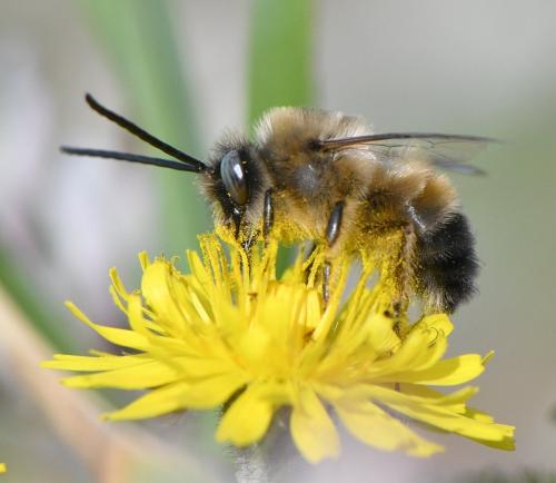 Réf. 247 192 : Eucera nigrilabris